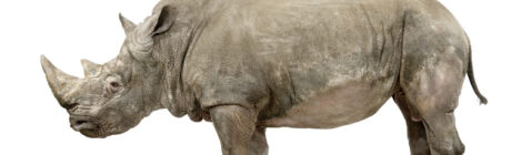 Describing a Rhino - 12/5/24